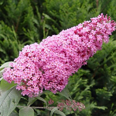 Буддлея давида ПИНК ДЕЛАЙТ в Мозыре