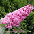 Буддлея давида ПИНК ДЕЛАЙТ в Мозыре