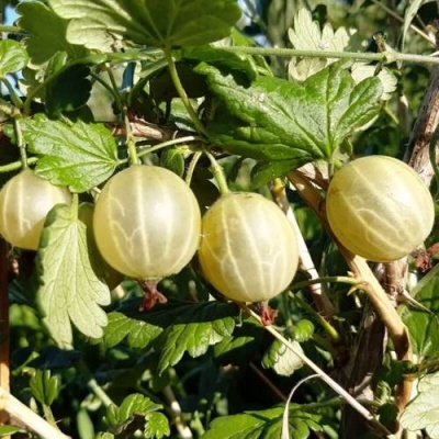 Крыжовник БЕЛОРУCСКИЙ САХАРНЫЙ 2 в Мозыре
