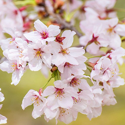 Сакура КОЙО НО МАЙ в Мозыре