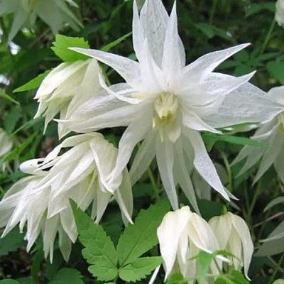 Княжик АЛЬБИНА ПЛЕНА белый махровый в Мозыре