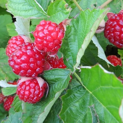 Ежемалина РЕД ДАЙМОНД в Мозыре