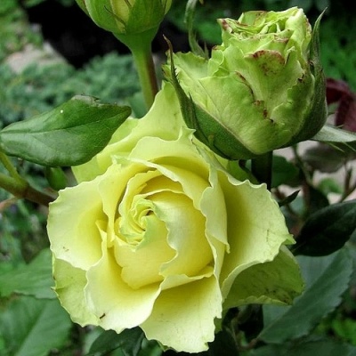 Роза ЛИМБО (ДОЛЛАР) чайно-гибридная  в Мозыре