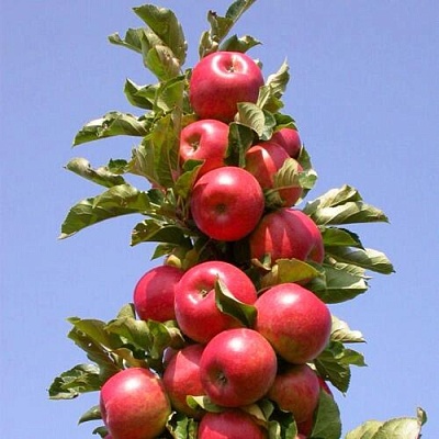 Яблоня колонновидная СОЗВЕЗДИЕ в Мозыре