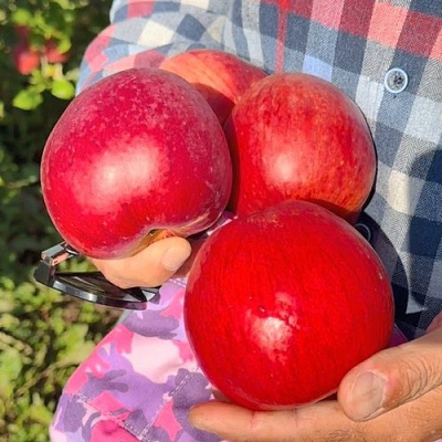 Яблоня ПАМЯТЬ СЮБАРОВОЙ в Мозыре