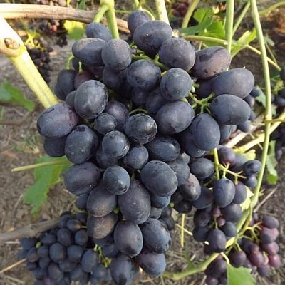 Виноград ЗАБАВА в Мозыре