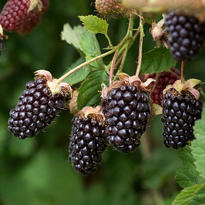 Ежемалина БОЙСЕНБЕРРИ в Мозыре