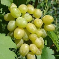 Виноград в Мозыре