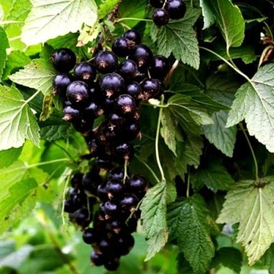 Смородина чёрная БЕЛОРУССКАЯ СЛАДКАЯ в Мозыре