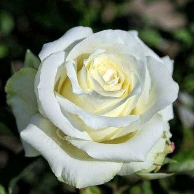 Роза АНАСТАСИЯ чайно-гибридная  в Мозыре