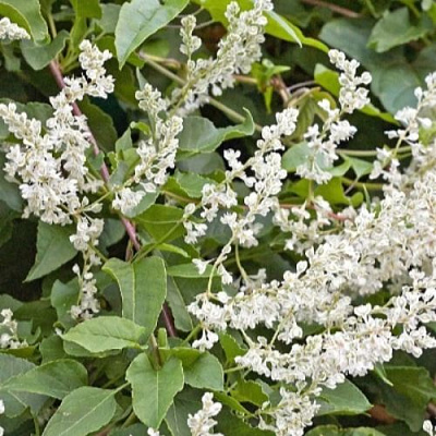 Фаллопия АУБЕРТА в Мозыре