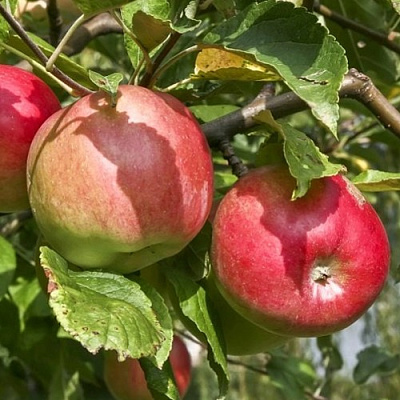 Яблоня ЖИГУЛЕВСКОЕ в Мозыре