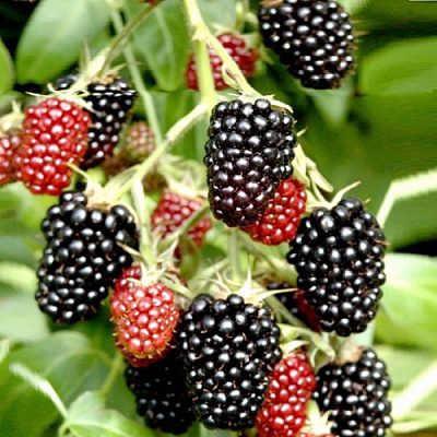 Ежемалина ДАРРОУ в Мозыре