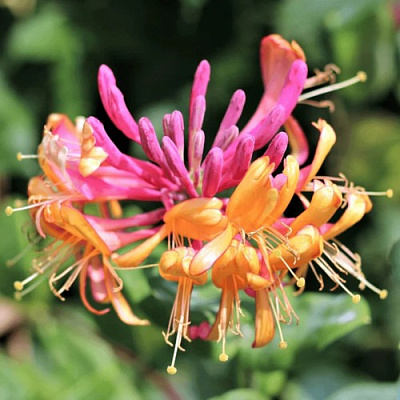 Жимолость ГЕКРОТА в Мозыре