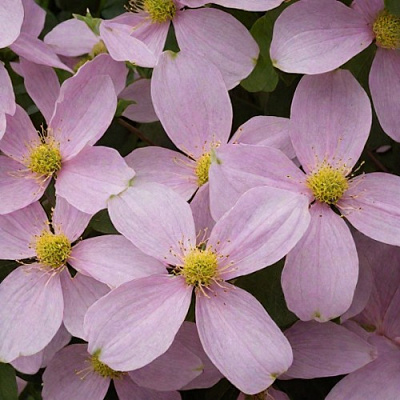 Клематис ГОРНЫЙ в Мозыре