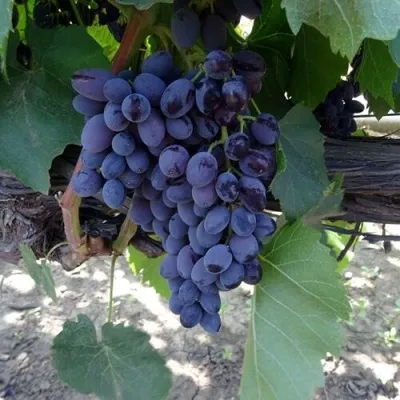 Купить Виноград ЮПИТЕР в Мозыре - описание, отзывы