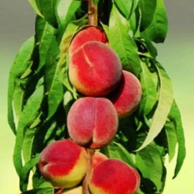 Персик колоновидный в Мозыре