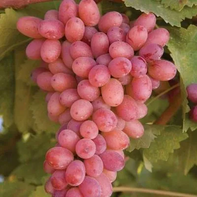 Розовый виноград в Мозыре