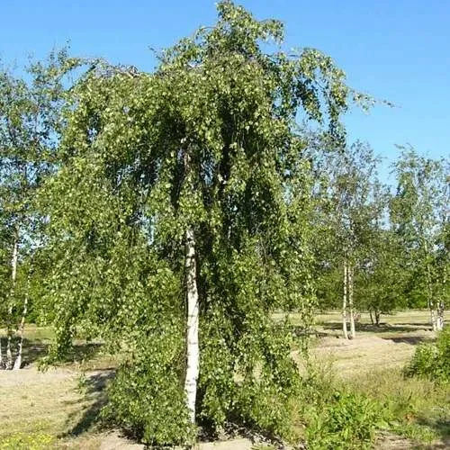Береза ПОВИСЛАЯ в Мозыре
