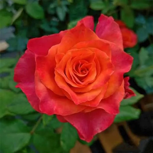 Роза чайно-гибридная АПАЧИ в Мозыре