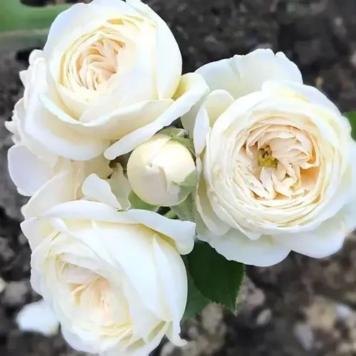Роза АРТЕМИС шраб в Мозыре