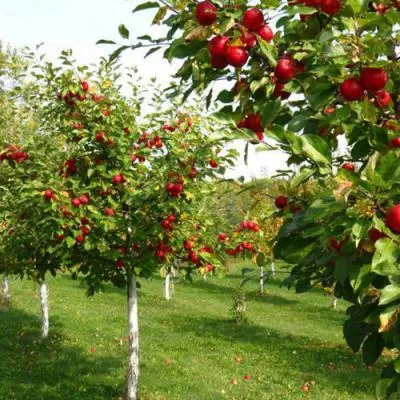 Плодовые деревья в Мозыре