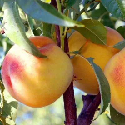 Колонновидные персики в Мозыре