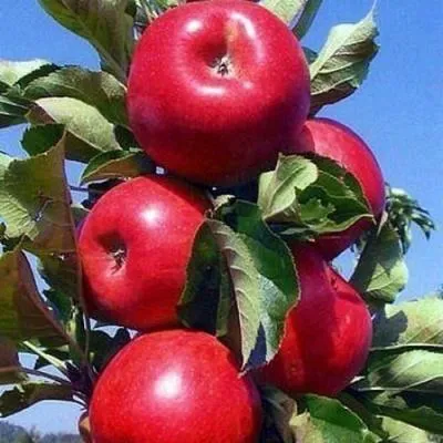 Колонновидные яблони в Мозыре