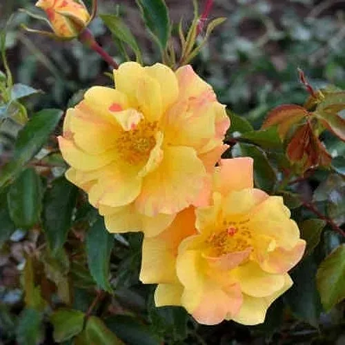 Роза АНГЕЛИНА ФРЕСКА флорибунда  в Мозыре