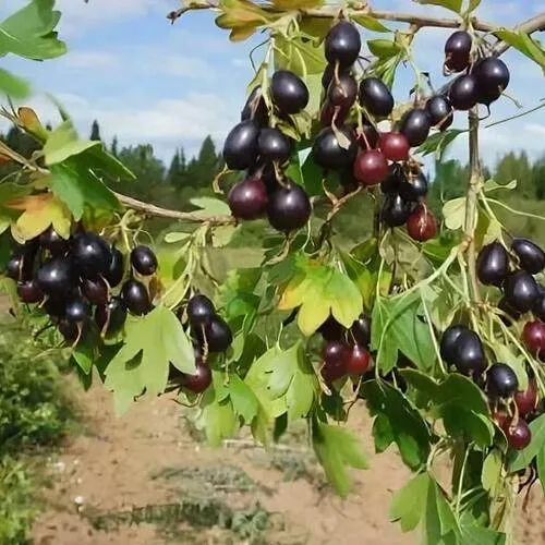Смородина золотистая ЛЕВУШКА в Мозыре