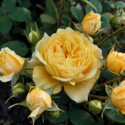 Роза флорибунда в Мозыре