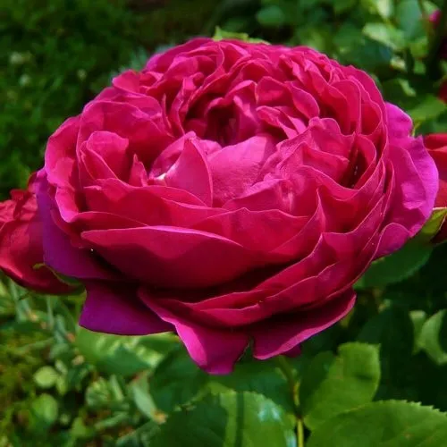 Роза АСКОТ чайно-гибридная  в Мозыре