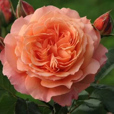 Роза шраб в Мозыре